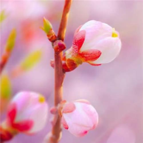 优美花朵风景高清微信头像图片-9