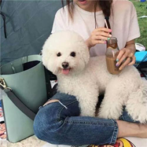 超萌比熊犬头像图片大全，高清可爱比熊犬头像图片分享-6