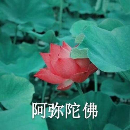 大全老人群头像，数十种老人群头像供您选择-18