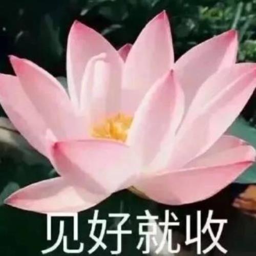 带有文字的荷花图片，个性QQ头像-9