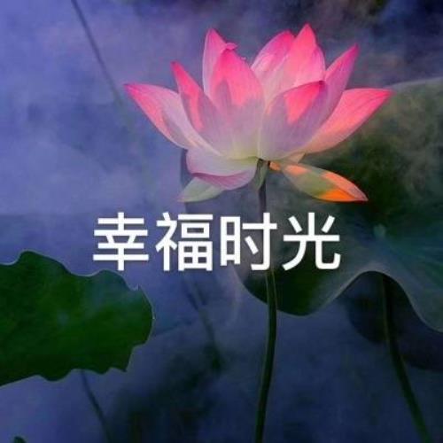 带有文字的荷花图片，个性QQ头像-11