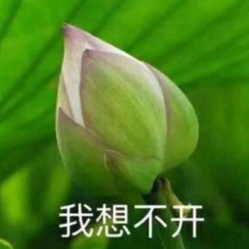 带有文字的荷花图片，个性QQ头像-12