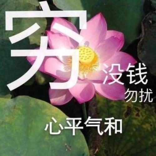 带有文字的荷花图片，个性QQ头像-16