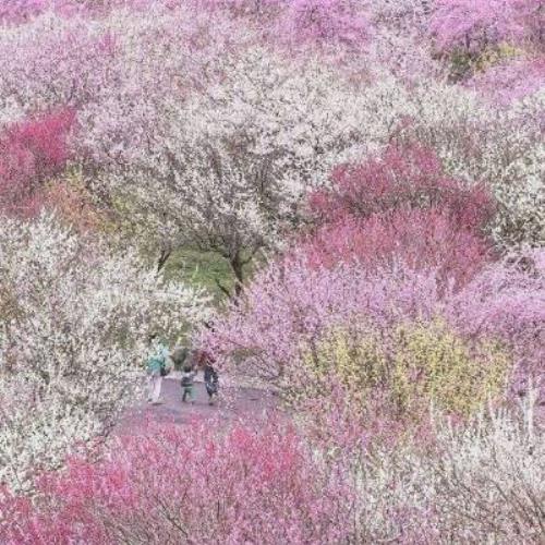 枫叶微信头像图片，唯美枫叶头像图片素材推荐-12