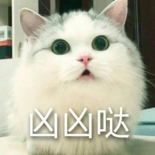 【超凶可爱猫咪带字图片头像】可爱猫咪头像图片带字，超凶表情，啊唔-2