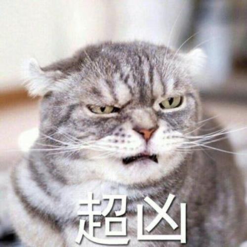 【超凶可爱猫咪带字图片头像】可爱猫咪头像图片带字，超凶表情，啊唔-4