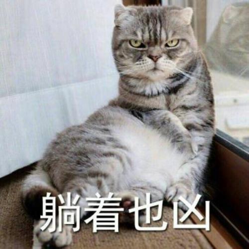 【超凶可爱猫咪带字图片头像】可爱猫咪头像图片带字，超凶表情，啊唔-5