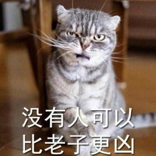 【超凶可爱猫咪带字图片头像】可爱猫咪头像图片带字，超凶表情，啊唔-7