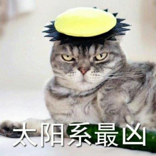 【超凶可爱猫咪带字图片头像】可爱猫咪头像图片带字，超凶表情，啊唔-8