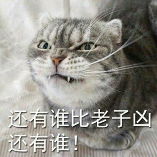 【超凶可爱猫咪带字图片头像】可爱猫咪头像图片带字，超凶表情，啊唔-9