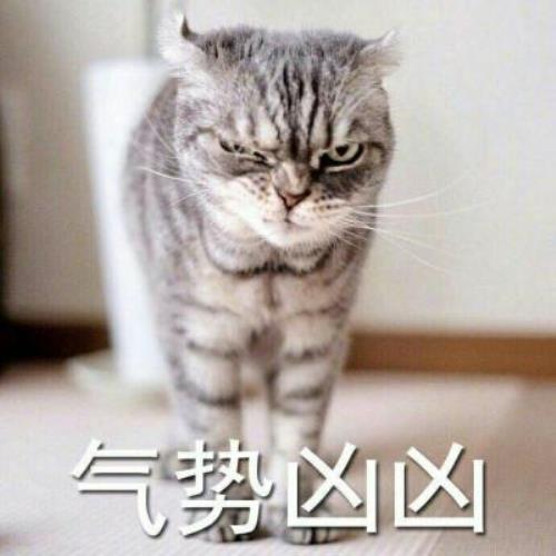 【超凶可爱猫咪带字图片头像】可爱猫咪头像图片带字，超凶表情，啊唔-10