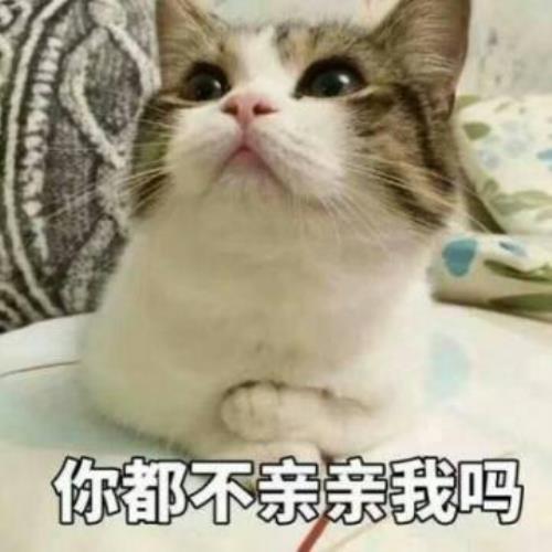 高清超萌猫咪带字头像图片，超可爱猫咪头像图片，可爱猫咪头像图片-4