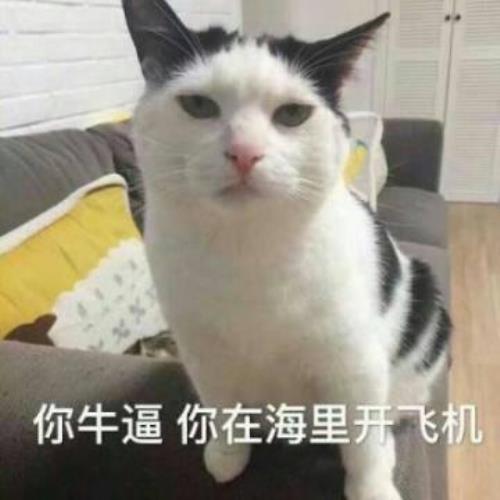 高清超萌猫咪带字头像图片，超可爱猫咪头像图片，可爱猫咪头像图片-5