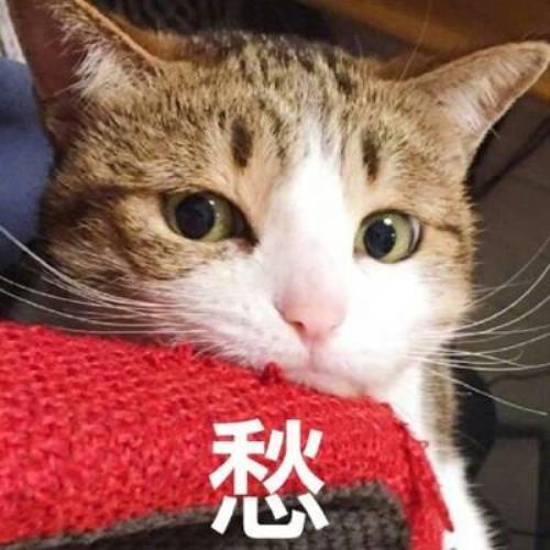 高清超萌猫咪带字头像图片，超可爱猫咪头像图片，可爱猫咪头像图片-12