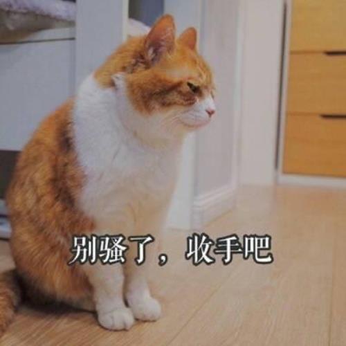 高清超萌猫咪带字头像图片，超可爱猫咪头像图片，可爱猫咪头像图片-13