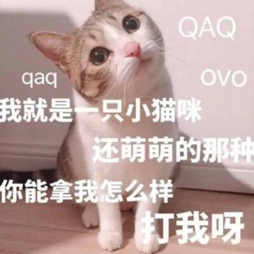 高清超萌猫咪带字头像图片，超可爱猫咪头像图片，可爱猫咪头像图片-14