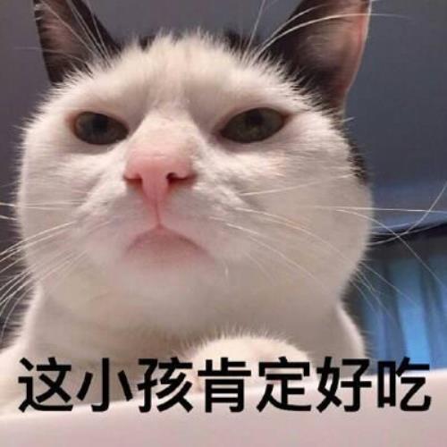 高清超萌猫咪带字头像图片，超可爱猫咪头像图片，可爱猫咪头像图片-15