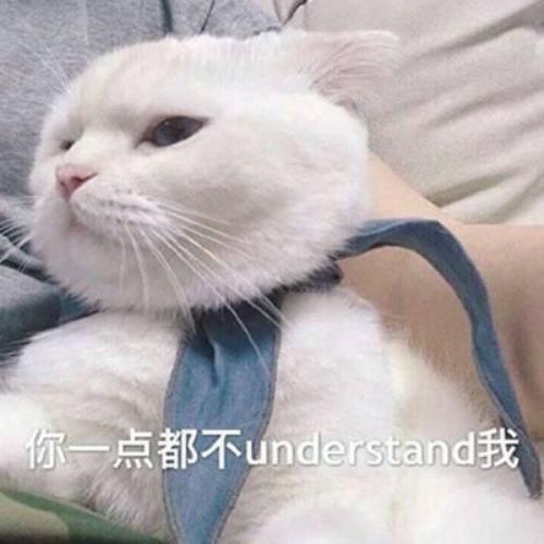 高清超萌猫咪带字头像图片，超可爱猫咪头像图片，可爱猫咪头像图片-16