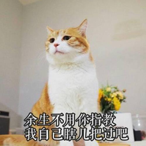 高清超萌猫咪带字头像图片，超可爱猫咪头像图片，可爱猫咪头像图片-18