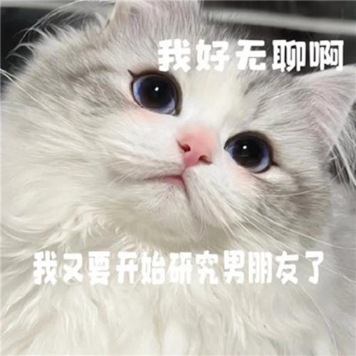 "解救无聊！搞笑猫咪表情包头像图片，为你带来快乐"-1