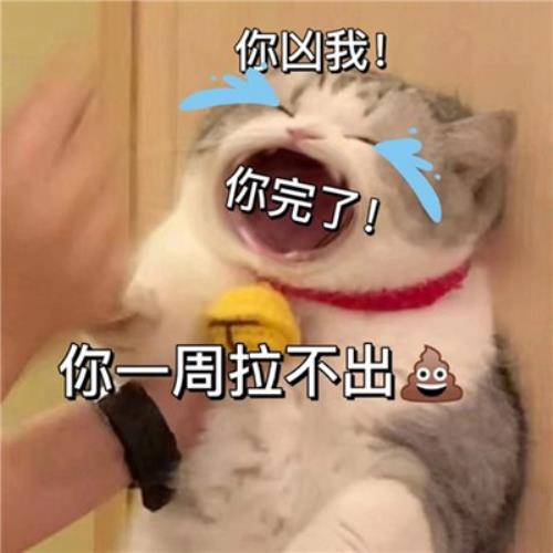 "解救无聊！搞笑猫咪表情包头像图片，为你带来快乐"-2