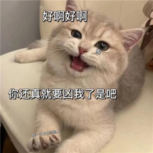 "解救无聊！搞笑猫咪表情包头像图片，为你带来快乐"-3