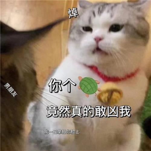 "解救无聊！搞笑猫咪表情包头像图片，为你带来快乐"-4