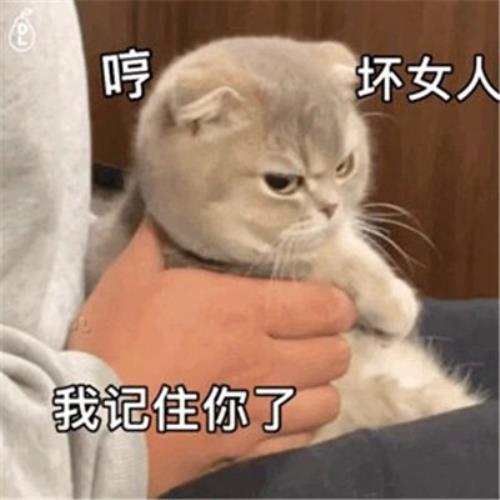 "解救无聊！搞笑猫咪表情包头像图片，为你带来快乐"-5