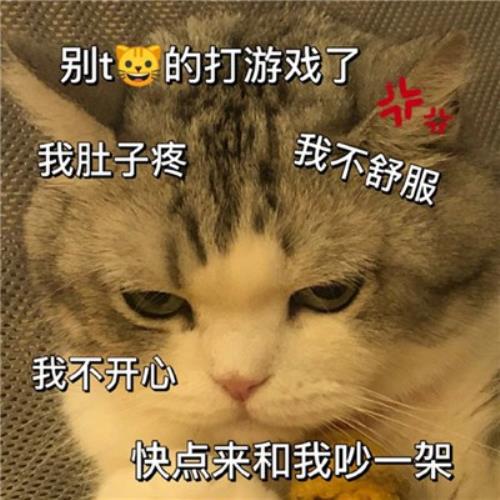 "解救无聊！搞笑猫咪表情包头像图片，为你带来快乐"-6