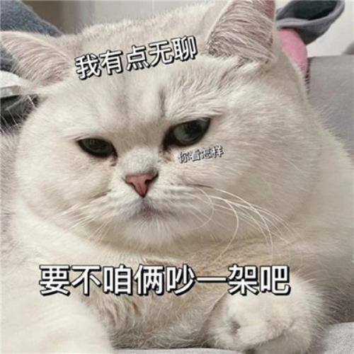 "解救无聊！搞笑猫咪表情包头像图片，为你带来快乐"-7