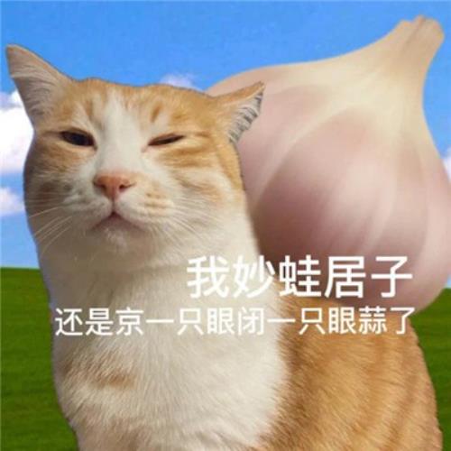 "解救无聊！搞笑猫咪表情包头像图片，为你带来快乐"-9